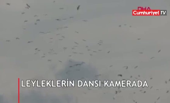 Leyleklerin dansı hayran bıraktı