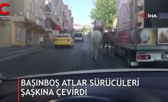 Trafikte başıboş atlar sürücüleri şaşkına çevirdi