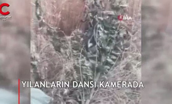 Yılanların aşk dansı kamerada