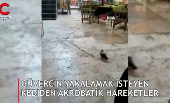 Güvercin yakalamak isteyen kediden akrobatik hareketler!