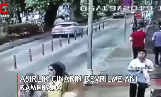 Asırlık çınar böyle devrildi