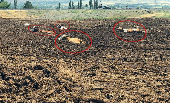 Erzincan'da şaşkına çeviren görüntü! İnekleri tarlada bu halde buldular