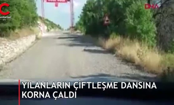 Yılanların çiftleşme dansına korna çaldı