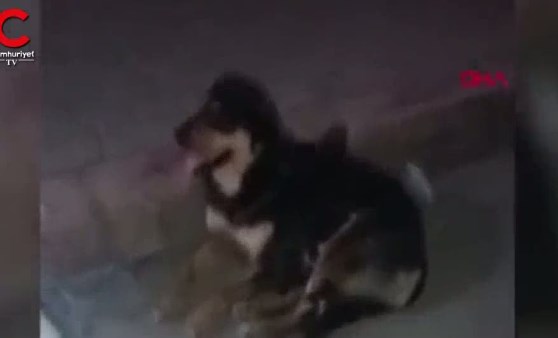 Köpek, anneleri ölen yavru kedileri emziriyor