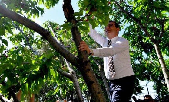 Ekrem İmamoğlu, kiraz topladı