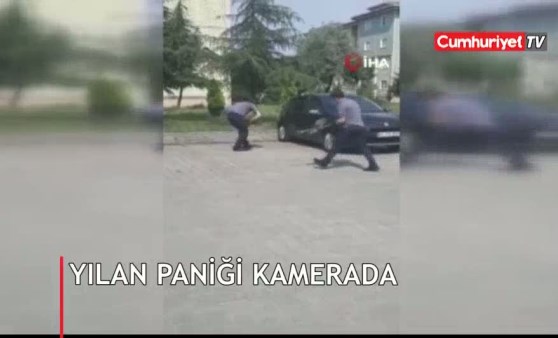 Yılan paniği kamerada! Tam 1 metre...