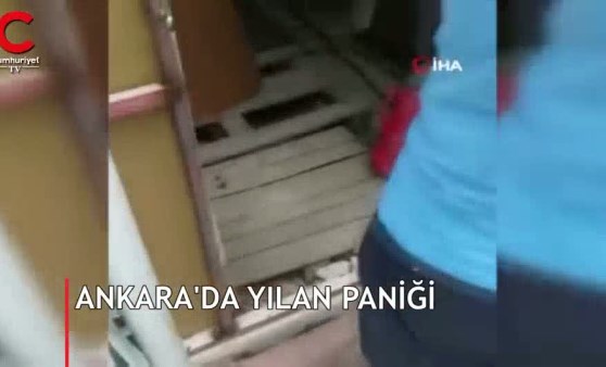 Ankara'da yılan paniği kamerada