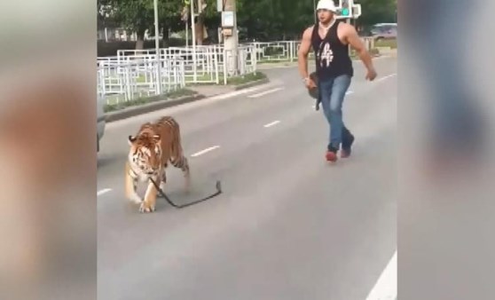 Akılalmaz olay: Otomobilden kaplan atladı