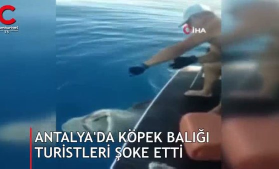 Bu kez Antalya'da görüldü! Dev köpek balığı kamerada