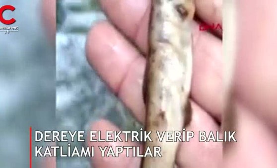 Kazdağları'ndaki dereye elektrik vererek balık katliamı yapıldı (16.08.2019)