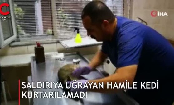 Pitbullun saldırısına uğrayan hamile kedi kurtarılamadı