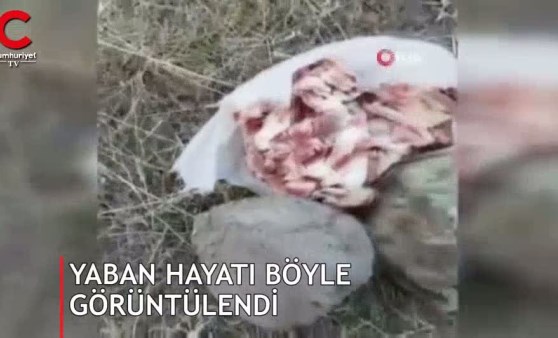 Erzurum'da böyle görüntülendiler (18.08.2019)