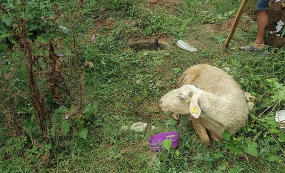 Kurbanlık koyun 9 gün sonra ortaya çıktı