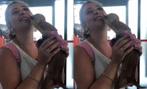 Sevimli köpek 'Barbie'den havalimanında gülümseten karşılama