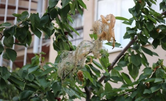 Duvarlar, ağaçlar, sokaklar... Kadıköy'ü tırtıl sardı