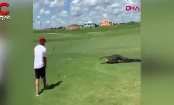 Timsaha aldırmadan golf oynamaya devam etti