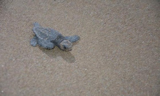 Tedavileri tamamlanan caretta carettalar denize bırakıldı