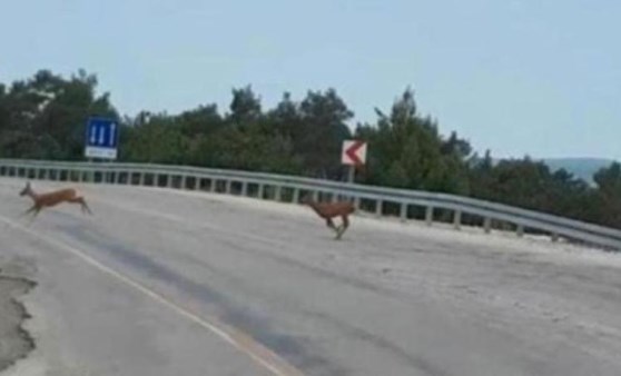 Yaşamak için Kaz Dağları'ndaki katliamdan kaçıyorlar