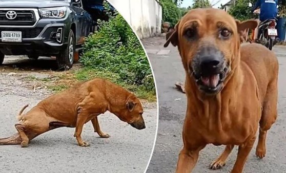 Yiyecek için 'kırık bacak numarası' yapan köpeğin videosu viral oldu