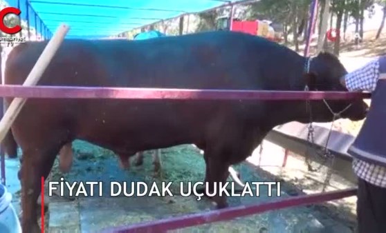 1 buçuk tonluk kurbanlığın fiyatı dudak uçuklattı