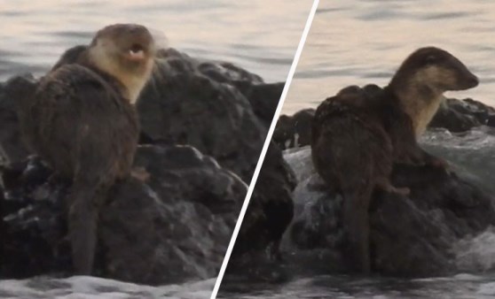 Marmara Denizi'nde su samuru heyecanı