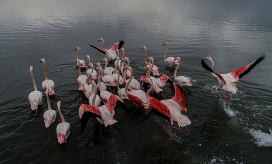 Hersek Kuş Cenneti flamingolarla bir başka güzel