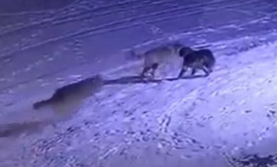 Erzurum’da aç kalan kurtlar köpeği yedi