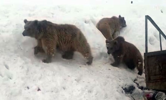 Hakkari'de çöplükte yiyecek aradılar