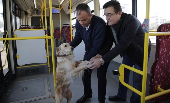 Soğukta titreyen köpek halk otobüsüne girip yurttaşlarla tokalaştı