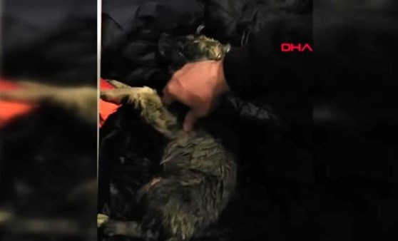 Soğuktan donan köpeği kalp masajı ile hayata döndürdü