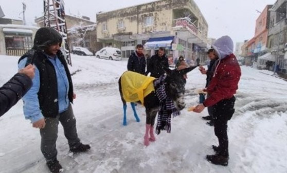 Donmaktan kurtardıkları eşeği giydirdiler