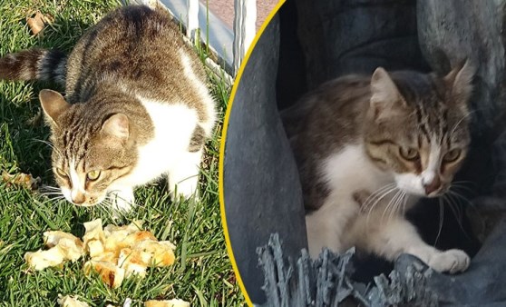 Taksim Meydanı'nda görüntülendi... Yaptığı hareketler dikkat çekti