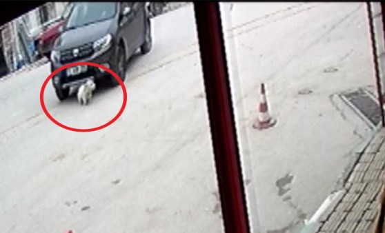 Otomobilin köpeği ezdiği an kamerada: 