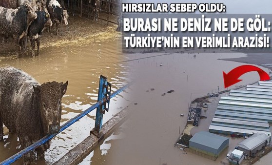 Hırsızlar sele sebep oldu: Binlerce dönüm ekili alan ve 2 bin boğa sular altında kaldı