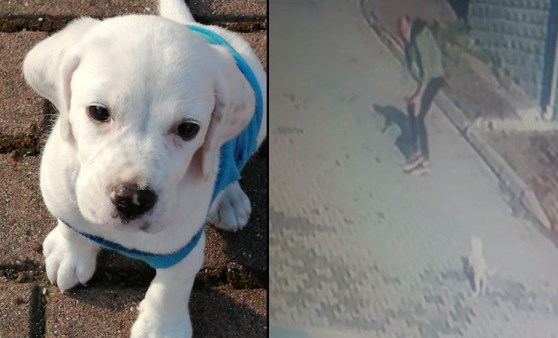 Köpeği önce sevdi, sonra kaçırdı!  O anlar kamerada