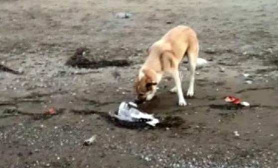 İzmir'de görüntülendi! Köpekten 'insanlık' dersi