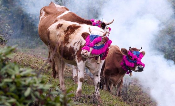 Karadeniz’de yaylacıların, renkli dönüş yolculuğu