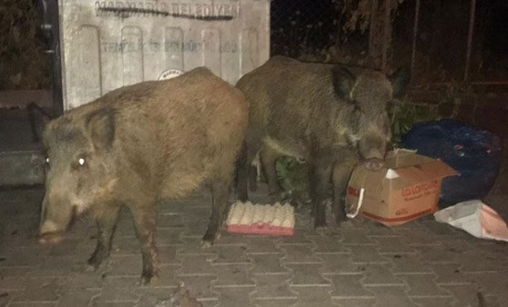 Marmaris'te kaydedilen görüntüler tartışma yarattı!