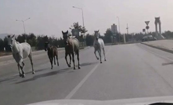 Sürücüleri şaşkına çeviren olay! O anları hemen kaydetti