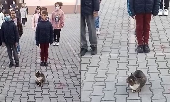 Sevimli kedi İstiklal Marşı okunurken böyle bekledi