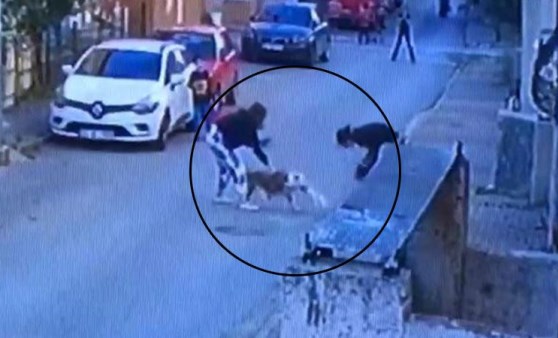 Ataşehir’de pitbull dehşeti kamerada