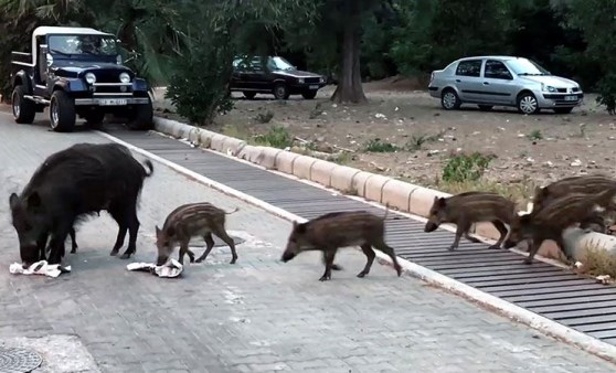 Marmarisliler şehre inen domuzlardan tedirgin