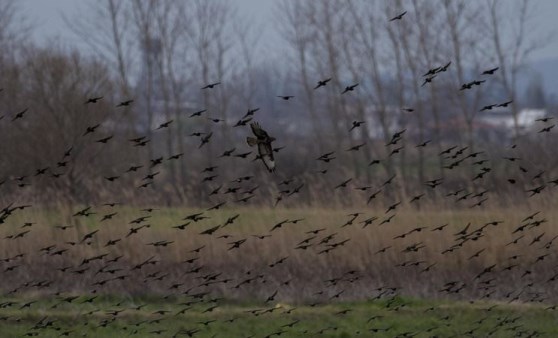 Bursa Karacabey'de görüntülendi: Sığırcık kuşlarının gökyüzündeki dansı