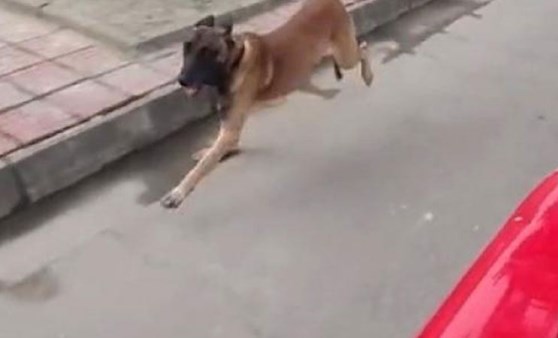 Çin'de arama köpeği, itfaiyeden emekli olan eğitimcisinin aracının peşini bırakmadı