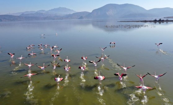 Kuş cenneti Bafa Gölü doğa tutkunlarını cezbediyor