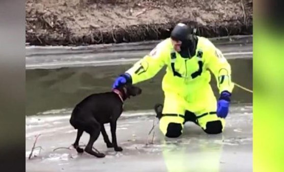 Buz tutan nehirde köpek kurtarma operasyonu