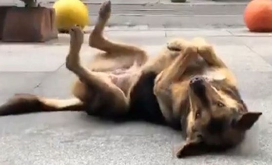 Kadıköy’de müziğe ritim tutan sokak köpeği renkli görüntüler oluşturdu