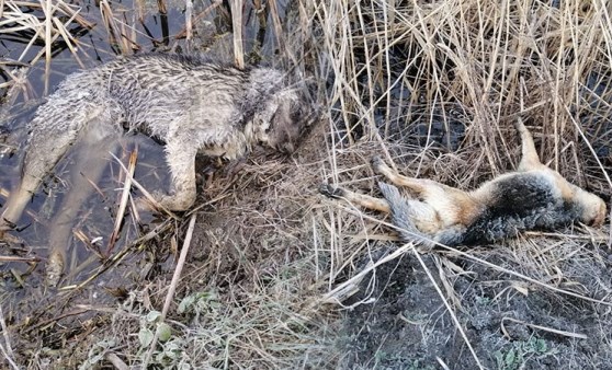 Edirne'de şoke eden görüntü: 'Avclık' değil 'vahşet'