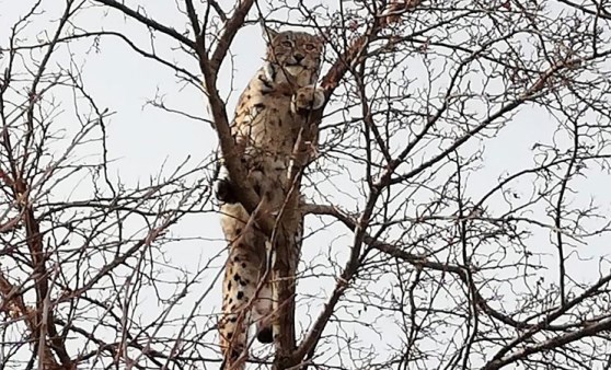 Kırmızı listedeki vaşak Erzincan’da görüntülendi