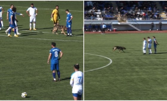 Müsabaka sırasında sahaya köpek girdi, o anlar kamerada